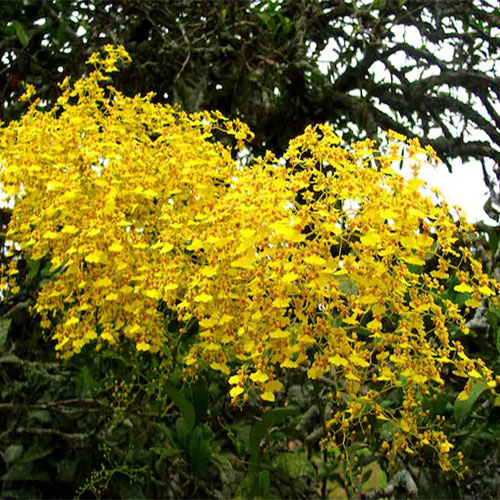 Oncidium Sweet Sugar Oncidium Sweet Sugar